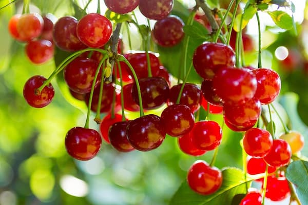 تصویر 1 از راهنمای خرید آبمیوه پاکتی آلبالو ارگانیک + قیمت عالی